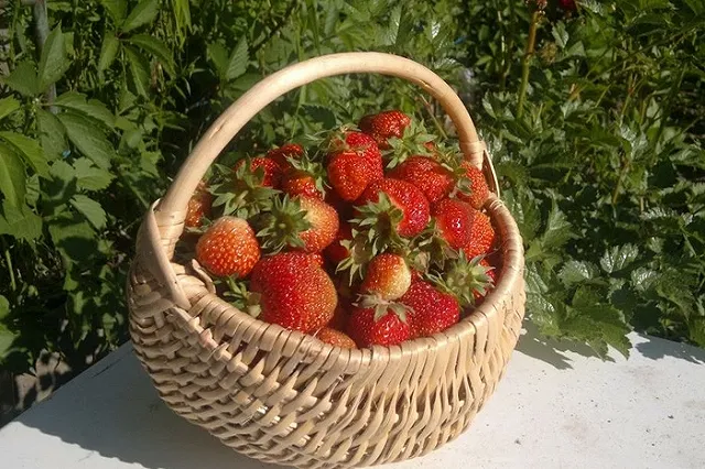 Цены на колхозном рынке в Херсоне поразили россиян