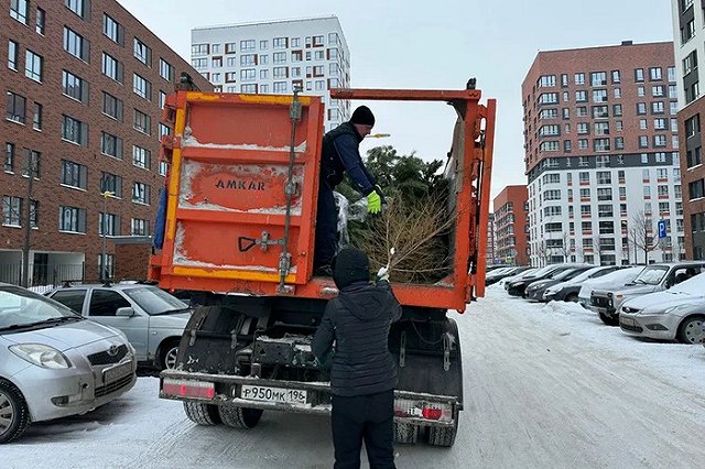 «Спецавтобаза» начинает сбор новогодних елей на переработку