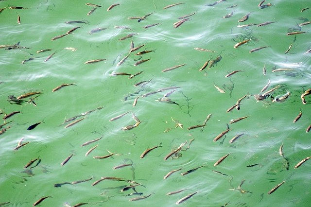 Правительство выделило почти 350 млн рублей на развитие рыбоводства