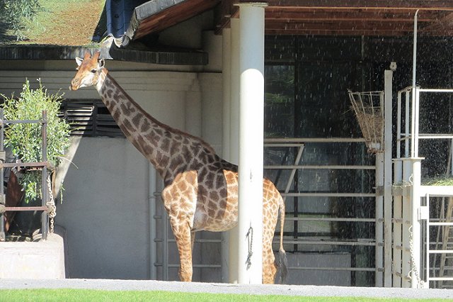 Первую очередь нового зоопарка построят к 300-летию Екатеринбурга