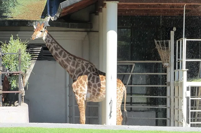 Первую очередь нового зоопарка построят к 300-летию Екатеринбурга
