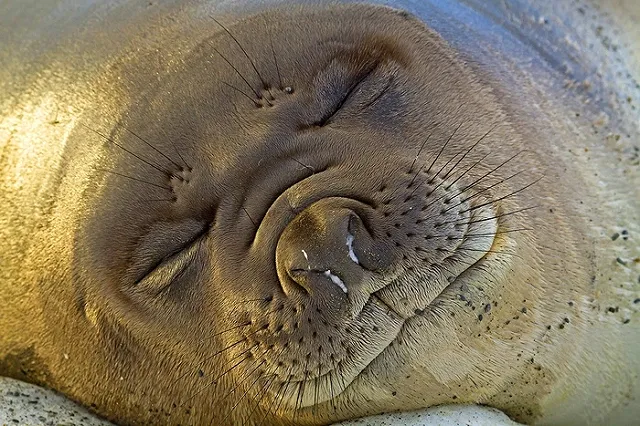 Найден способ заснуть вовремя