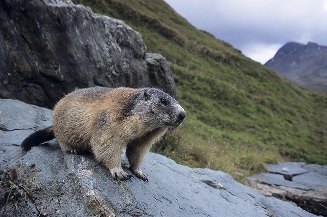Екатеринбуржцев и других россиян не выпускают из Монголии из-за вспышки чумы