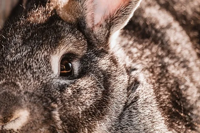 «Кролям давал». Пенсионер покончил с собой, чтобы не сесть в тюрьму за засохший куст конопли