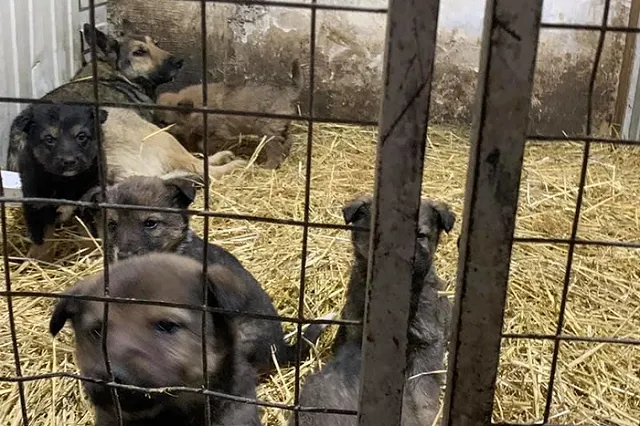 В Артемовском расторгли контракт с фирмой по отлову и содержанию бездомных животных