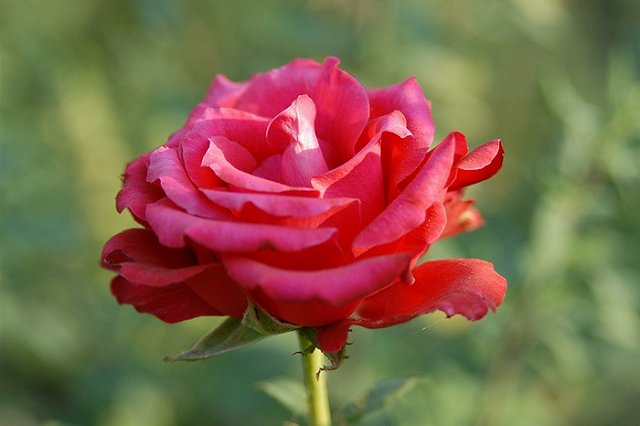 Россельхознадзор: 1 сентября цветов хватит всем