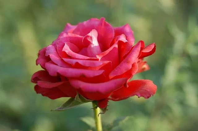 Россельхознадзор: 1 сентября цветов хватит всем