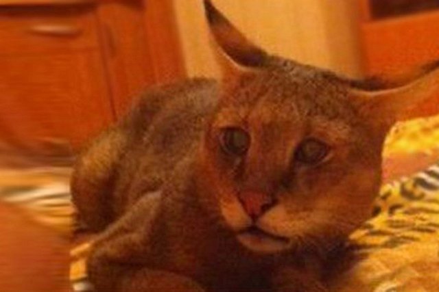 В Екатеринбурге нашлась сбежавшая от хозяина рысь