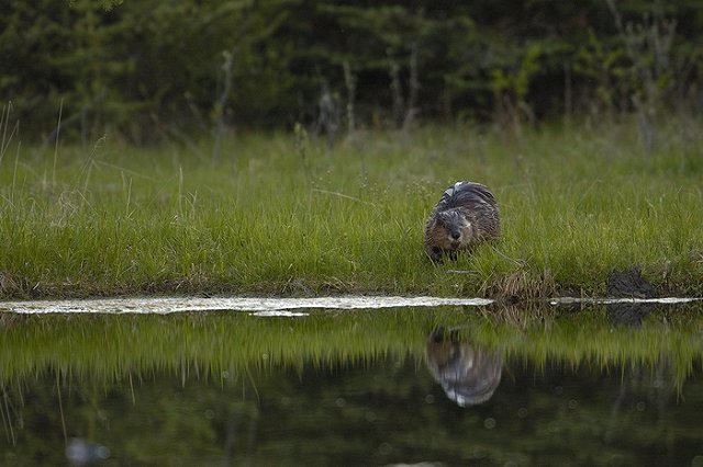 В Латвии бобёр Виталий захватил в заложники ночного прохожего