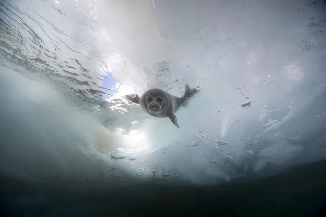 СМИ сообщили об угрозе пересыхания Байкала из-за ГЭС в Монголии