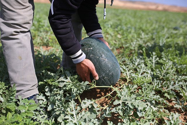 В Екатеринбург тоннами завозят арбузы и дыни