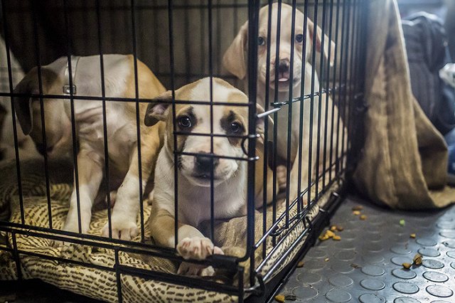 Ярмольник обвинил пожертвовавшую приюту треть миллиона студентку в самопиаре