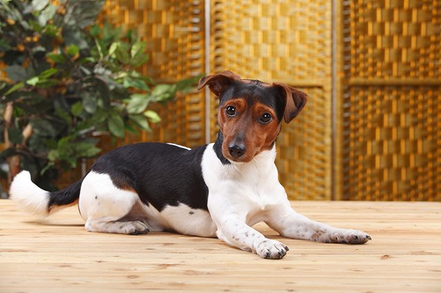 Долгожданные новые правила обращения с животными вступили в силу