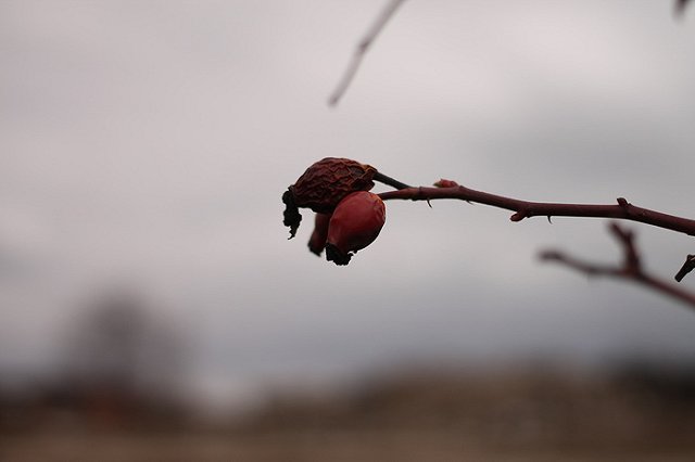 В Свердловской области ожидаются заморозки