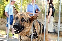 Взять с собой в армию разрешат только умную собаку