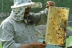 В российском меде нашли канцерогены