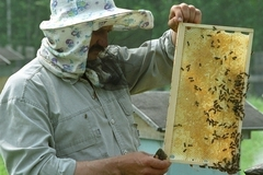 В российском меде нашли канцерогены