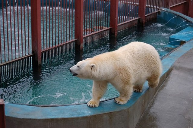 В Томске собирают подписи за сохранение жизни напавшему на женщину медведю
