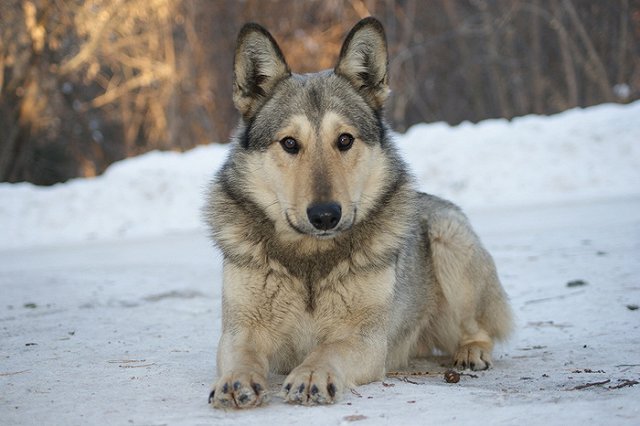 СМИ: В Екатеринбурге железнодорожники травят собак