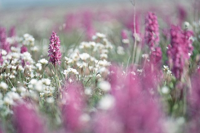 «Прививка» с луга поможет превратить бесплодные земли в цветущую местность