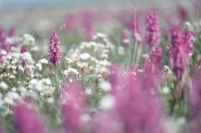 «Прививка» с луга поможет превратить бесплодные земли в цветущую местность
