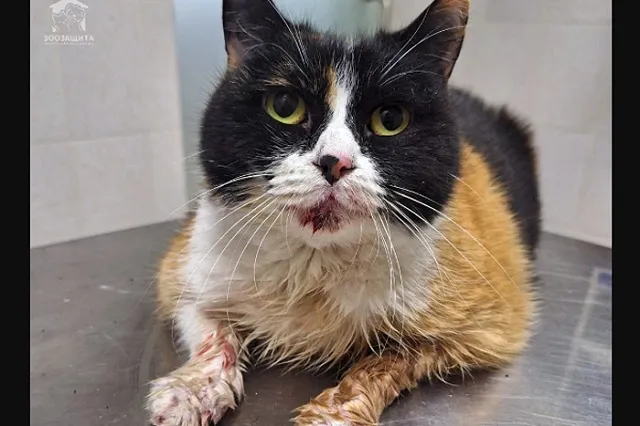 В Екатеринбурге выкинули на улицу породистую кошку