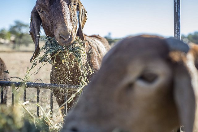 Тщательное пережёвывание пищи укрепляют иммунную систему