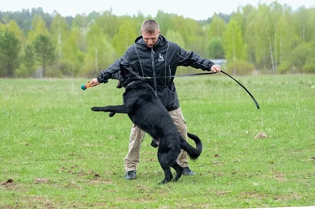 Что делать, если вы встретили стаю бродячих собак? Отвечает свердловский кинолог
