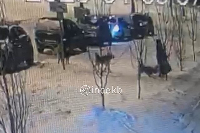 В Академическом на женщину с ребёнком напала стая бездомных собак