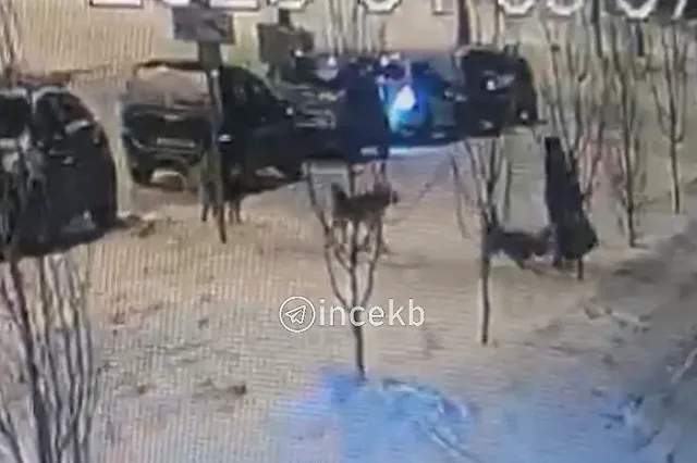 В Академическом на женщину с ребёнком напала стая бездомных собак