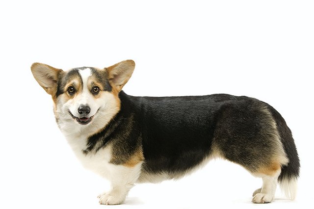 Борис все же купил жене щенка по просьбе Путина