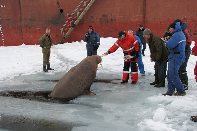 Земля Франца-Иосифа включена в национальный парк «Русская Арктика»