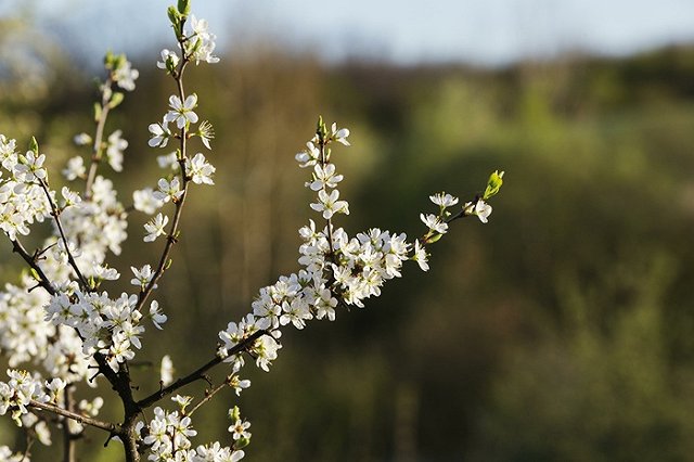 «Магнит» покупает на Среднем Урале 15,7 гектара земли «Уралфрансавто»