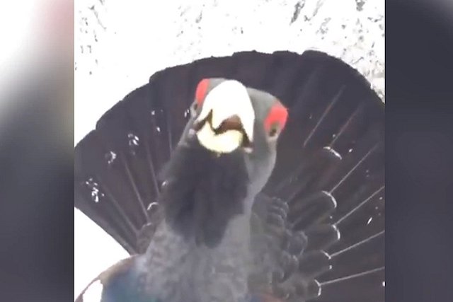 К свердловчанину на лыжах пристал глухарь