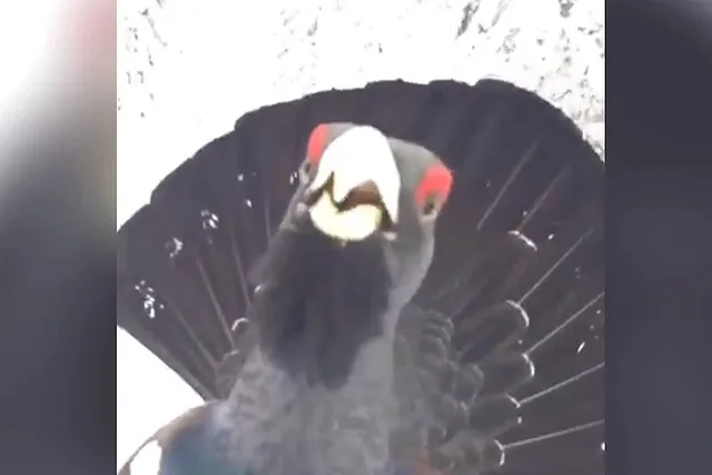 К свердловчанину на лыжах пристал глухарь