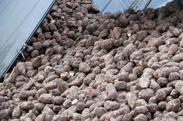 Низкие цены на сахар подкосили российских сахаропроизводителей