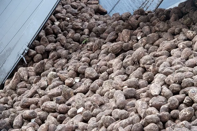 Низкие цены на сахар подкосили российских сахаропроизводителей