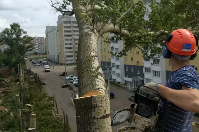 В Екатеринбурге почитатели Романовых и «Стенограффия» разругались из-за спиленного тополя