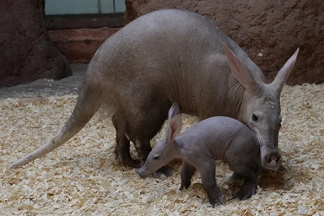 «Трубкозубы — наша твердая валюта». Прижились только в Екатеринбурге