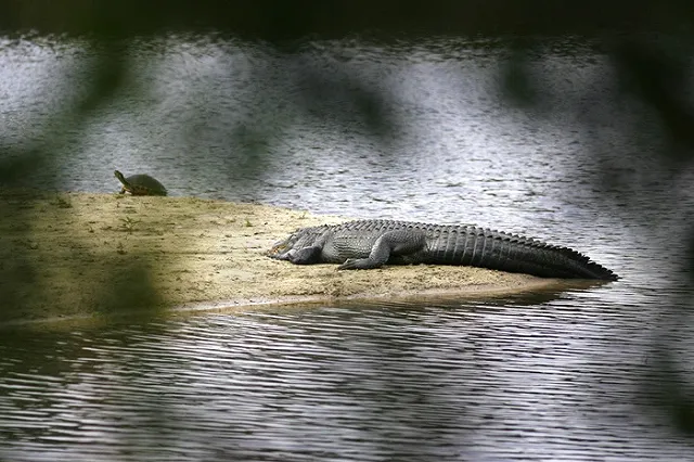 На сына мэра Киева Виталия Кличко напал крокодил
