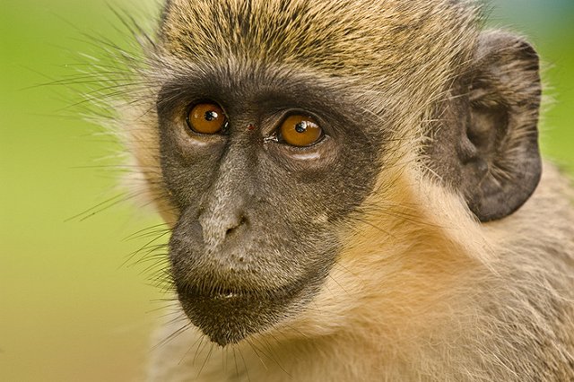 Афера в РАН: при закупке обезьян похитили почти полмиллиарда рублей