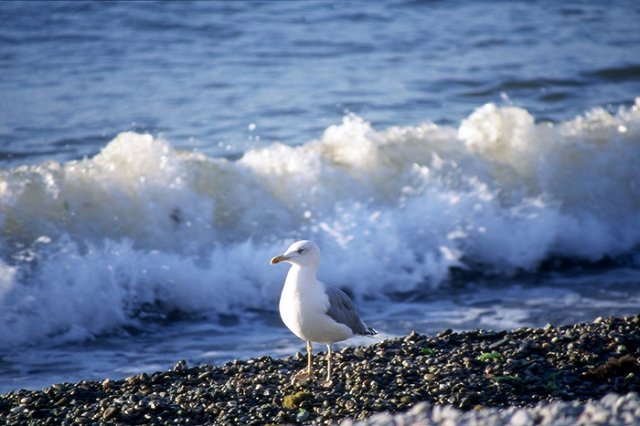 В ноябрьские праздники россияне выбрали отечественные курорты