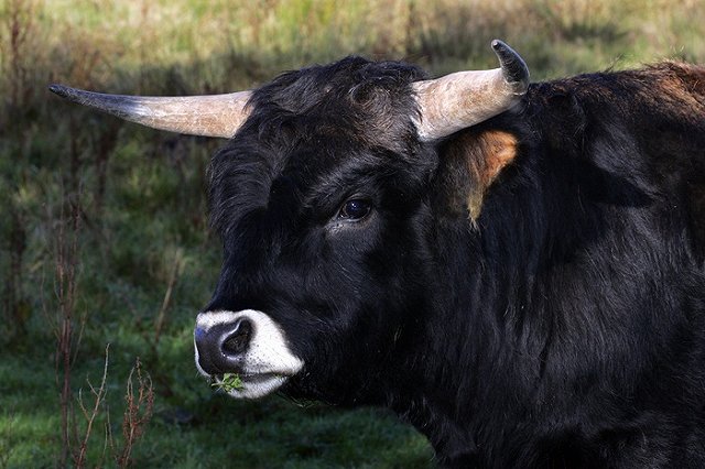 Пермский Минкульт разрешил жертвоприношение быка, попросив не афишировать ритуал