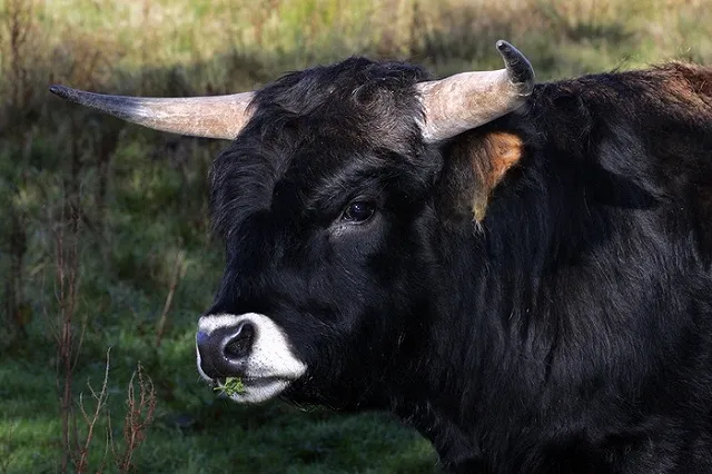 Пермский Минкульт разрешил жертвоприношение быка, попросив не афишировать ритуал