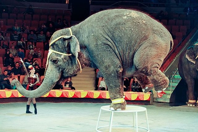 Художница отказалась от участия в Уральской биеннале из-за нелюбви к цирку