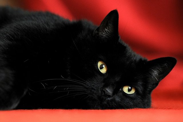 Екатеринбургский живодер заплатит 20 000 рублей за убийство кота Симбы