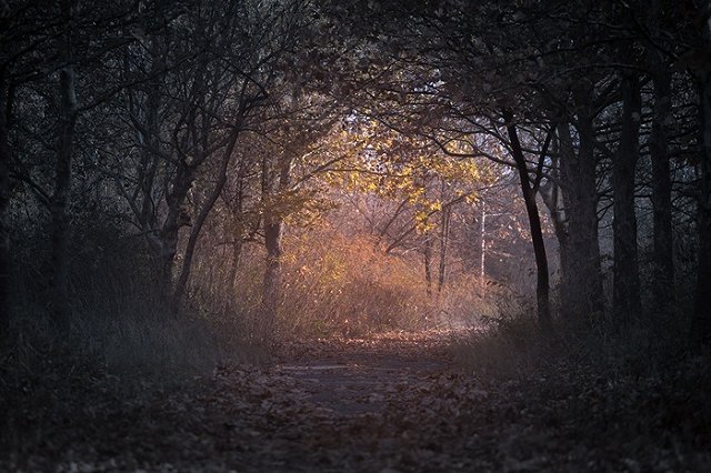 На Урале задержали мужчину, домогавшегося до женщин в лесу