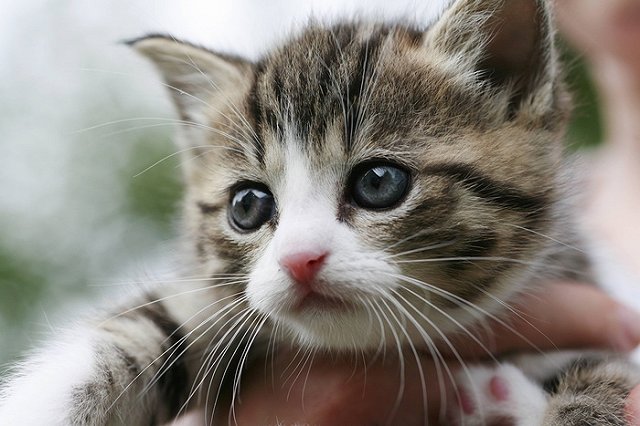 Брошенные собаки и кошки надеются обрести хозяев
