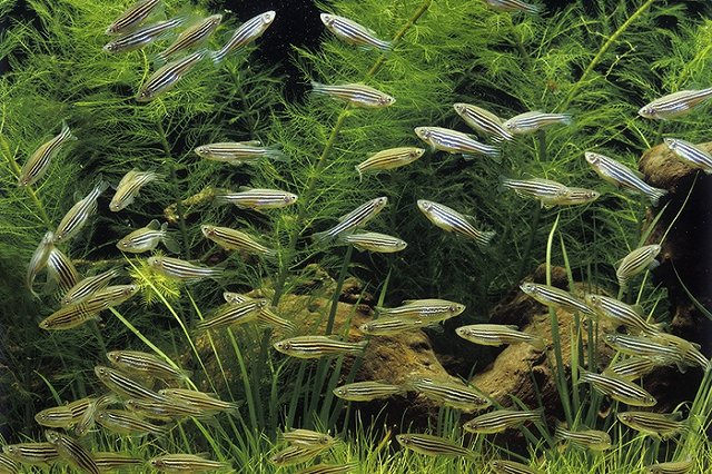 Медики: Рыбки Данио-рерио избавят людей от очков