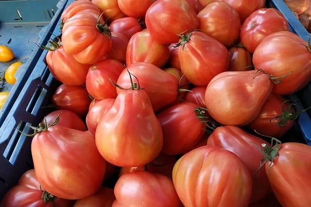 Ярмарочный сезон стартует на главной площади Екатеринбурга